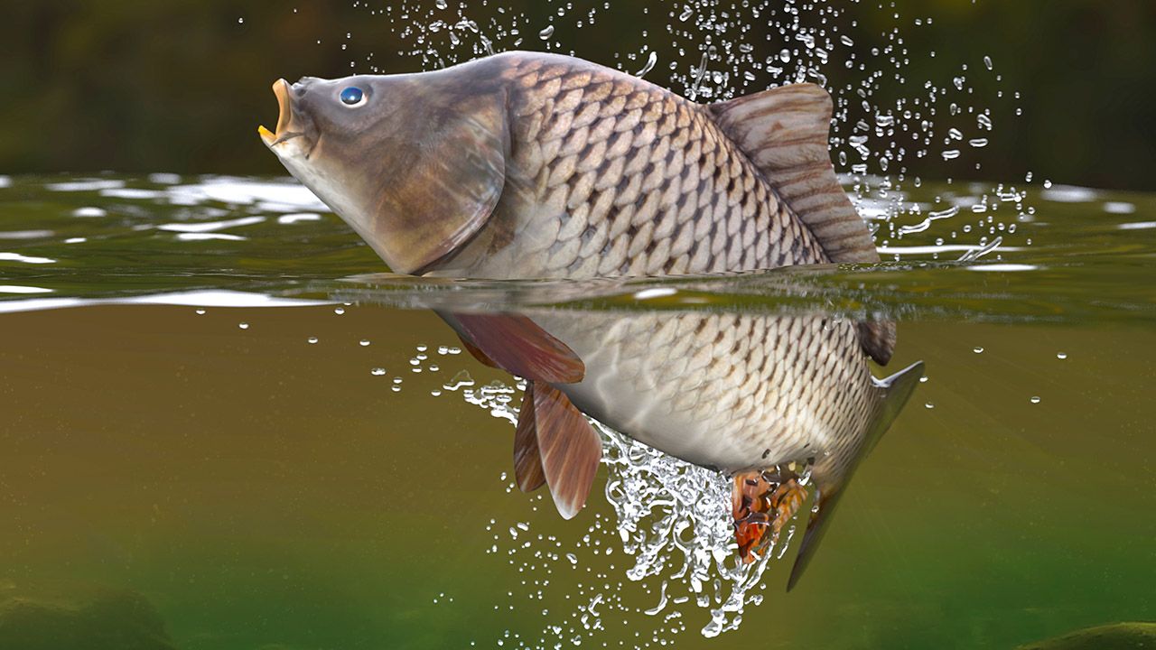Osoba, która została zatrudniona na dziale rybnym, może odmówić pracy przy sprzedaży żywych karpi (fot. Shutterstock/bulentevren)