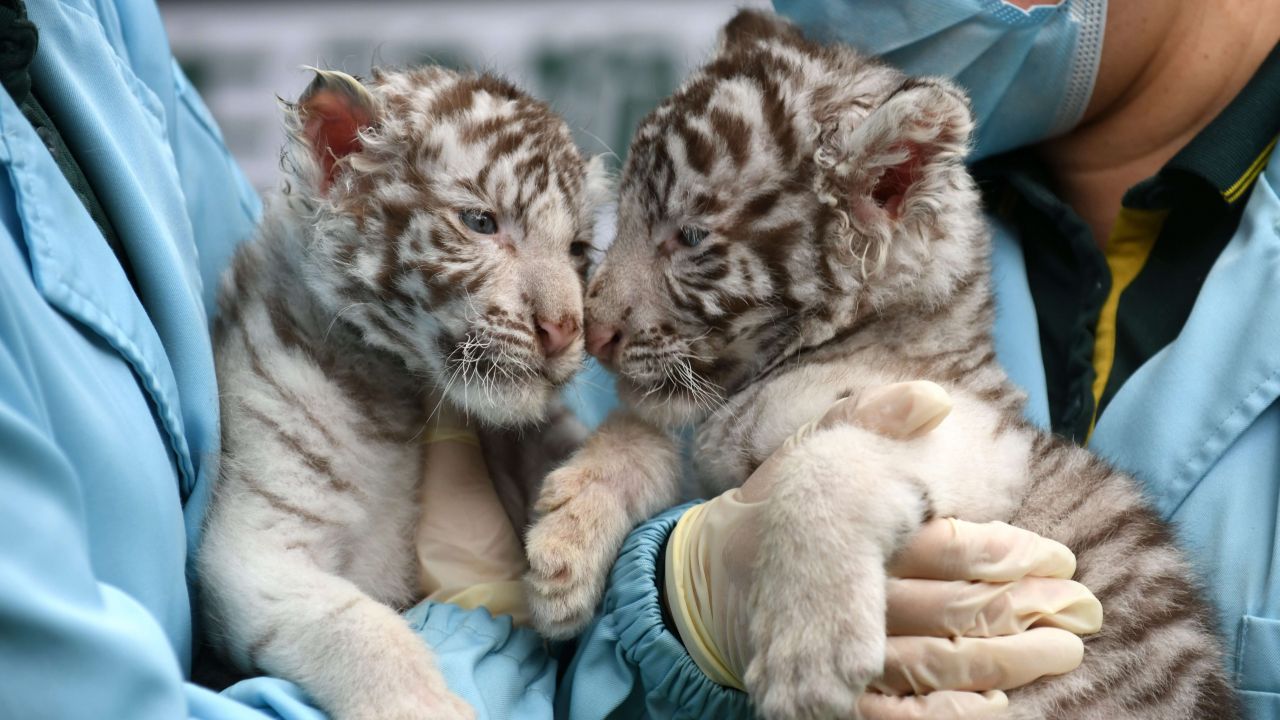 3 newborn white Bengal tiger cubs - People's Daily, China