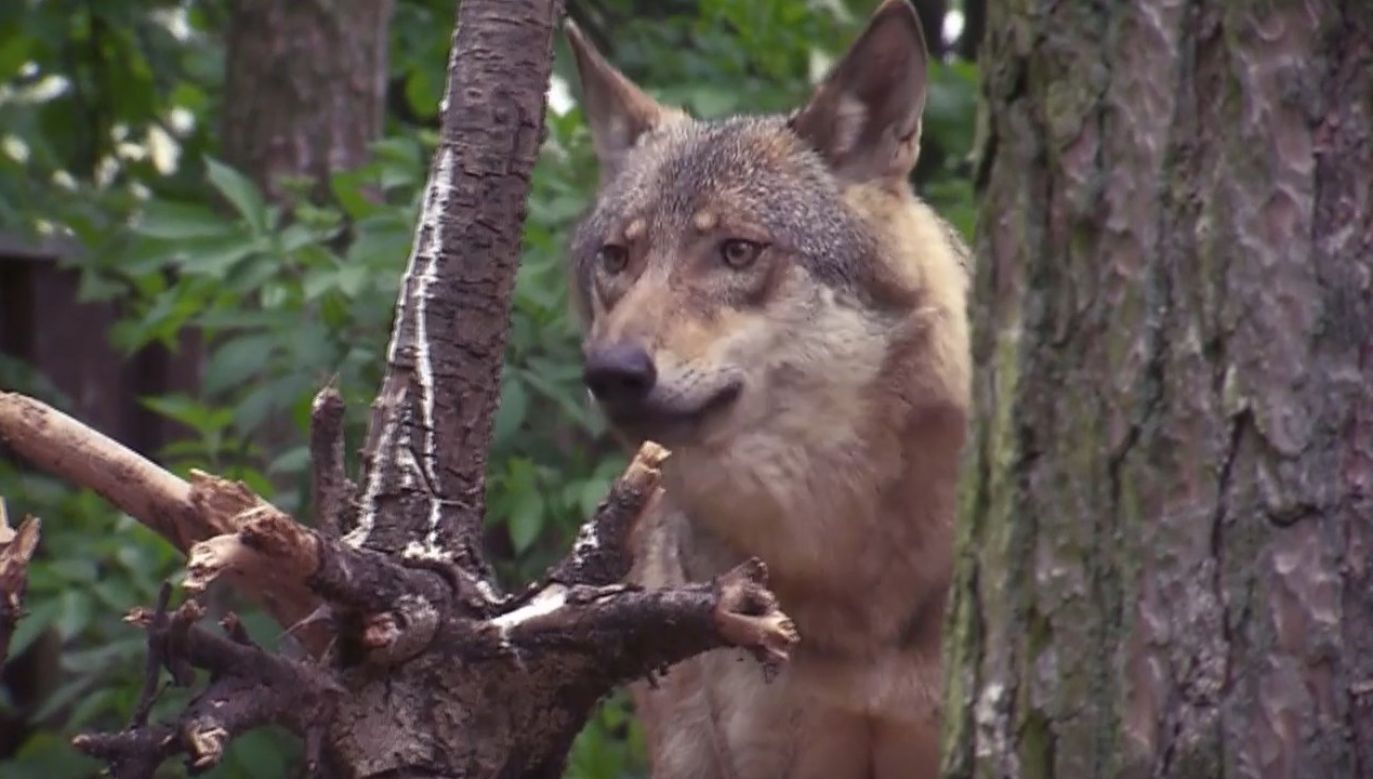 W Polsce wilk podlega ścisłej ochronie (fot. TVP1)