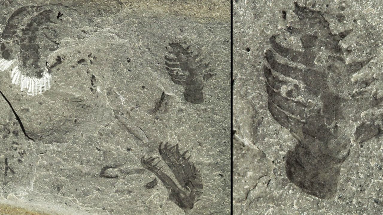 Nowe skamieliny pokazują, że mózg Stanleycarisa składał się z dwóch segmentów (fot. JEAN-BERNARD CARON/ ROYAL ONTARIO MUSEUM)
