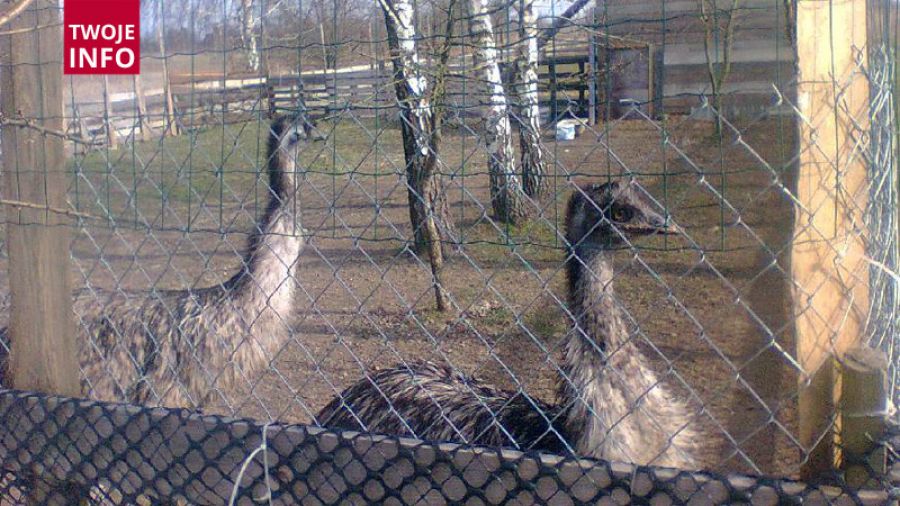 emu na platformie