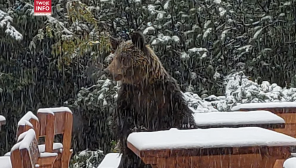 Niedźwiadek odwiedził schronisko w Tatrach (fot. twoje info)