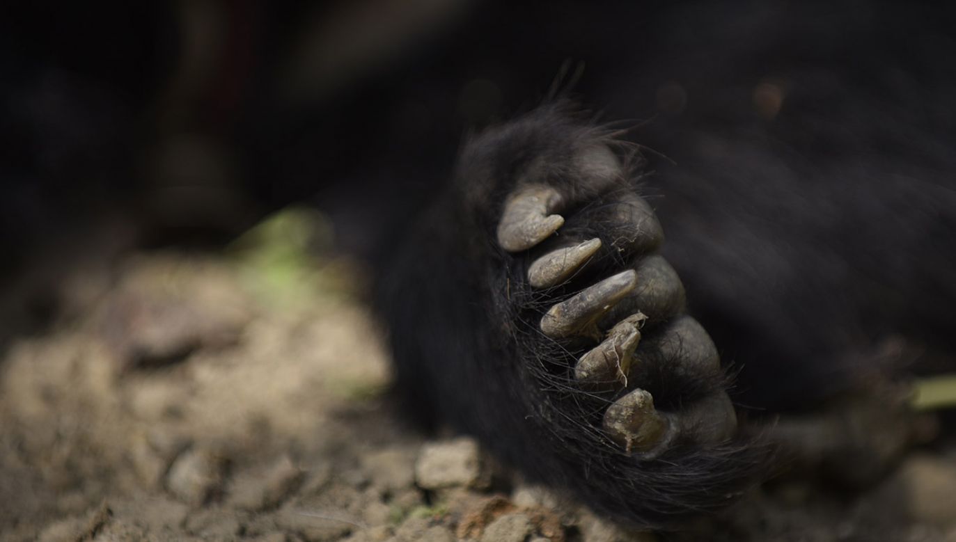 Niedźwiedzie były uwięzione w zamarzniętym samolocie przez wiele godzin (fot. Narayan Maharjan/NurPhoto via Getty Images)