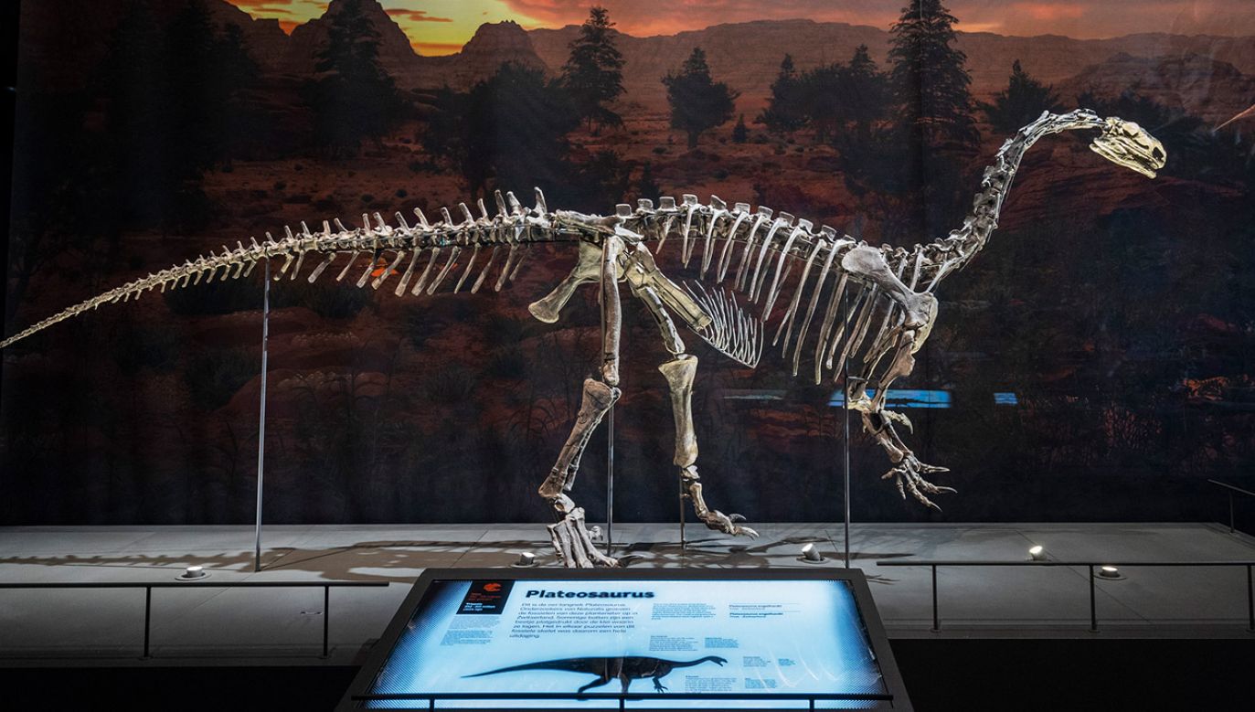 Plateozaur był jednym z największych dinozaurów roślinożernych (fot. Michel Porro/Getty Images)