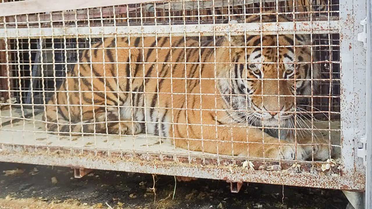 Na granicy utknął transport z tygrysami (fot. Graniczny Inspektorat Weterynaryjny w Koroszczynie)