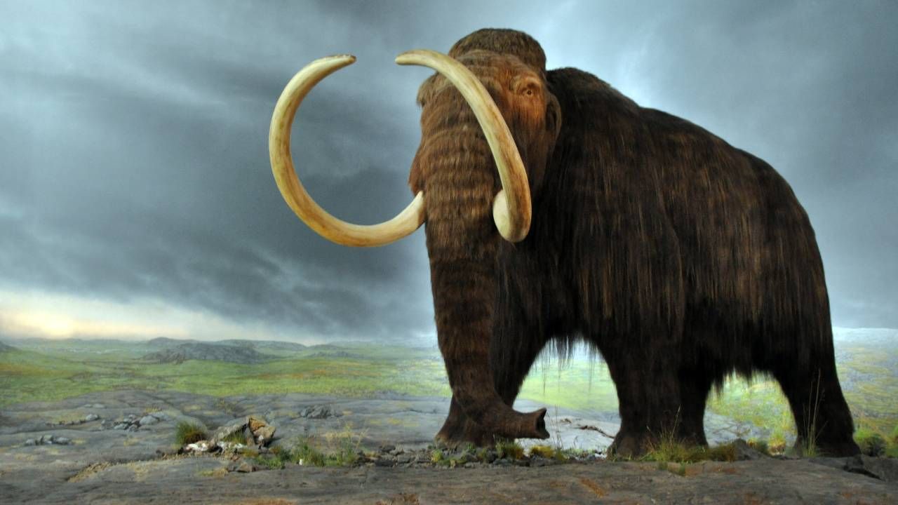 Mamuty wyginęły około 10 tysięcy lat temu (fot. Wiki 2.0/Flying Puffin)