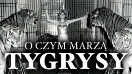 O czym marzą tygrysy