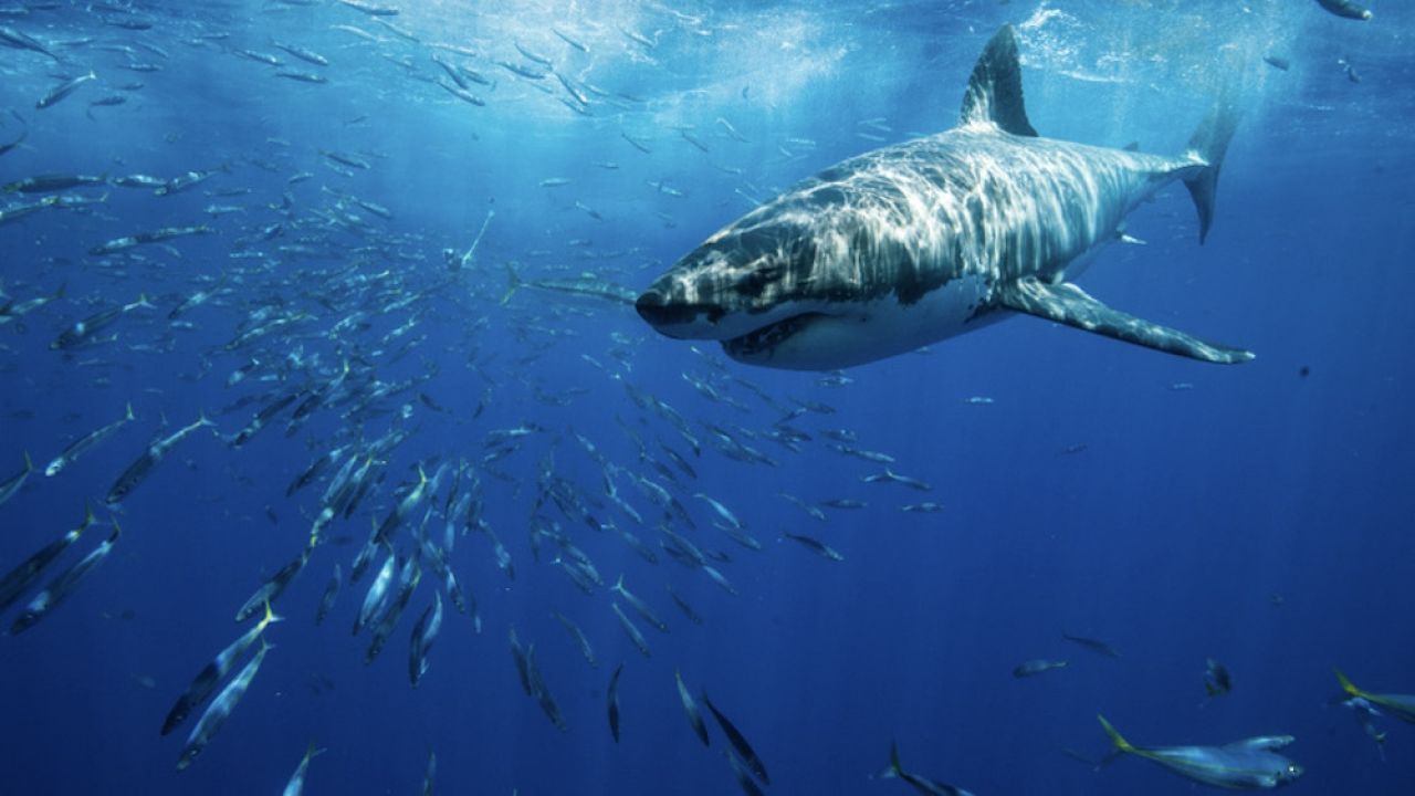 Naukowcy zbadali skamieniałość „skrzydlatego” rekina (fot. Shutterstock/Jennifer Mellon Photos)