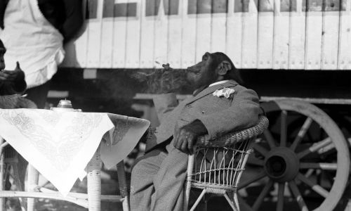 Szympansica Mimi ubrana w garnitur siedzi z papierosem przy stoliku. Maj 1934. Fot. NAC/IKC, sygn. 1-K-12506-24