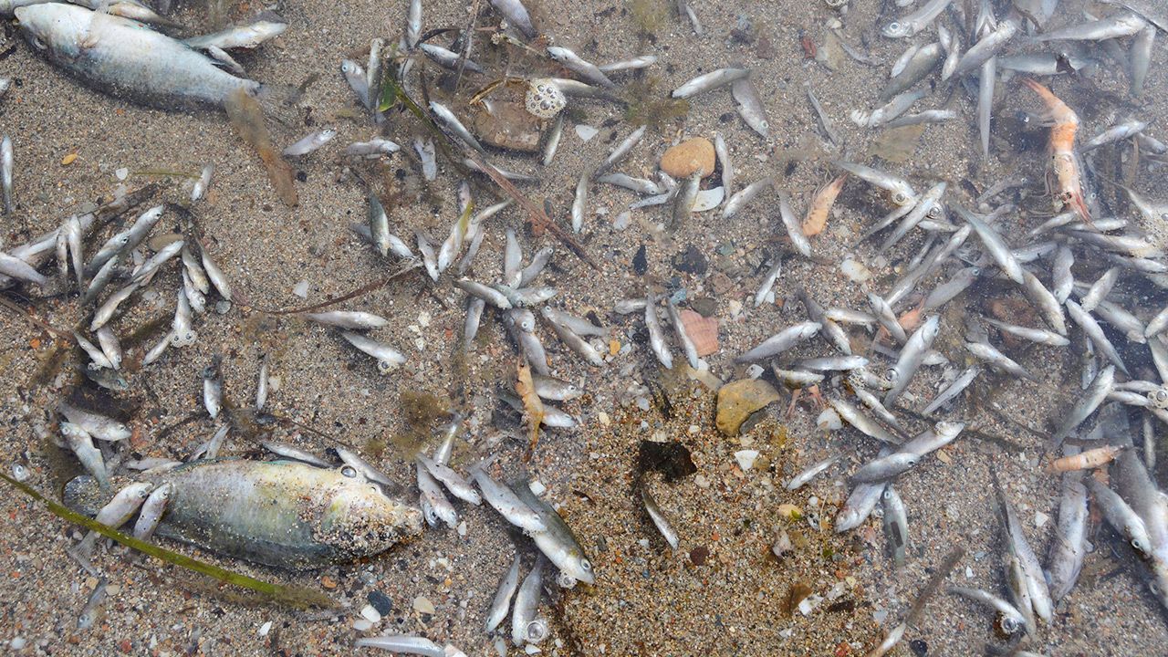 Śnięte ryby na brzegu Morza Mniejszego (fot. PAP/EPA/ANSE HANDOUT)