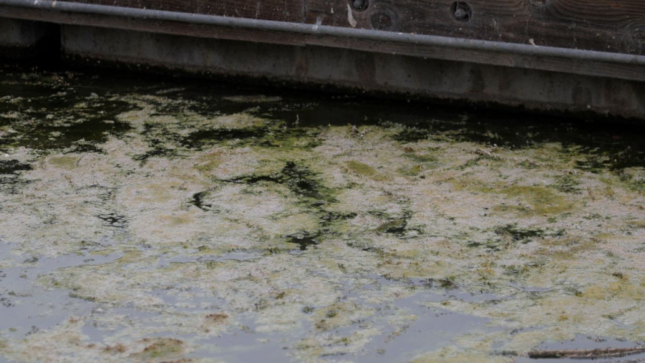 Zakwit sinic wpływa niekorzystnie na wygląd, jakość i użyteczność wody (fot. MediaNews Group/East Bay Times via Getty Images, zdjęcie ilustracyjne)