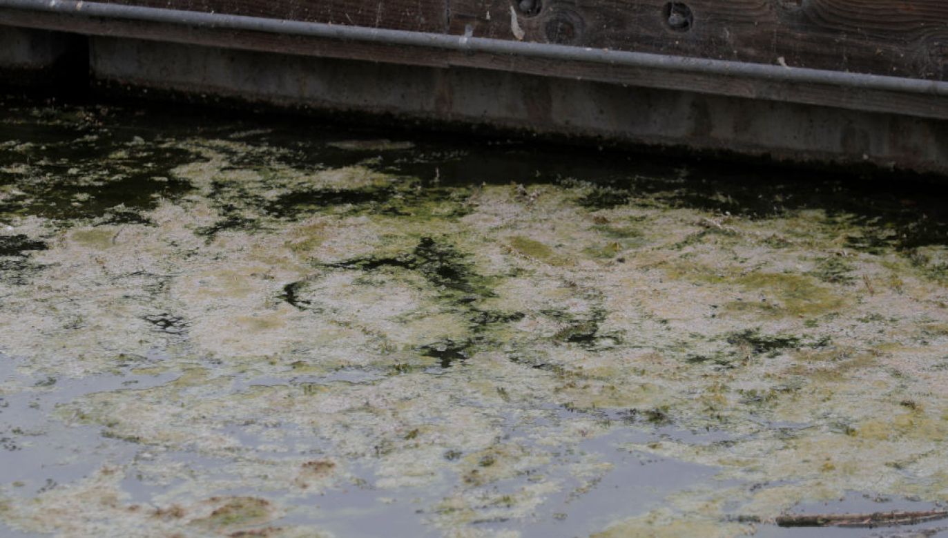 Zakwit sinic wpływa niekorzystnie na wygląd, jakość i użyteczność wody (fot. MediaNews Group/East Bay Times via Getty Images, zdjęcie ilustracyjne)