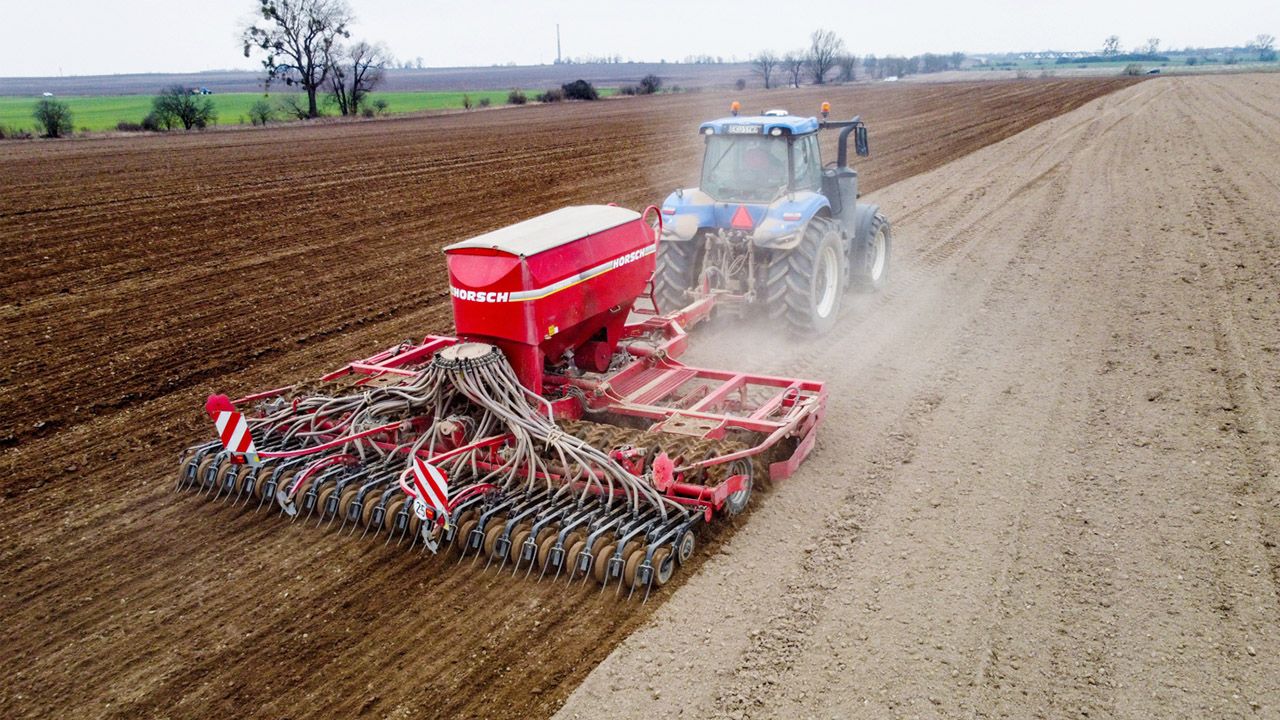 Wsparcie sektora produkcji pszenicy i kukurydzy (fot. PAP/Lech Muszyński)