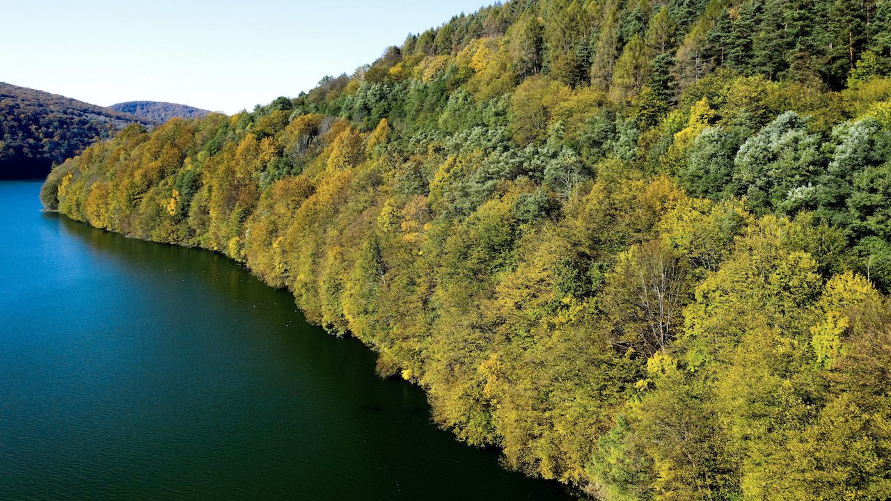 Buk jest jednym z najważniejszych składników lasów liściastych strefy umiarkowanej (fot. arch.PAP/Darek Delmanowicz)