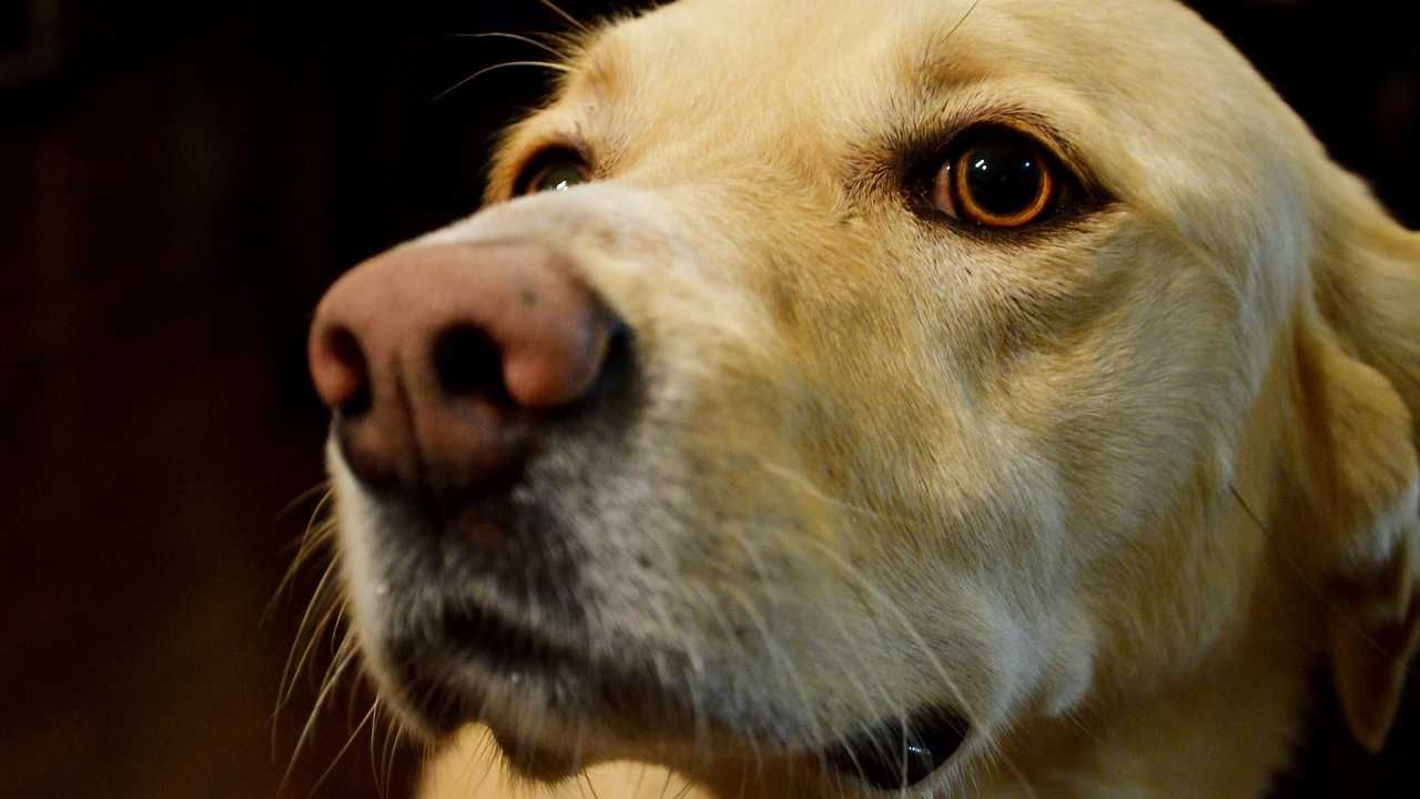 Psy są w stanie wyczuć zakażenie w pocie człowieka (fot. Pixabay)