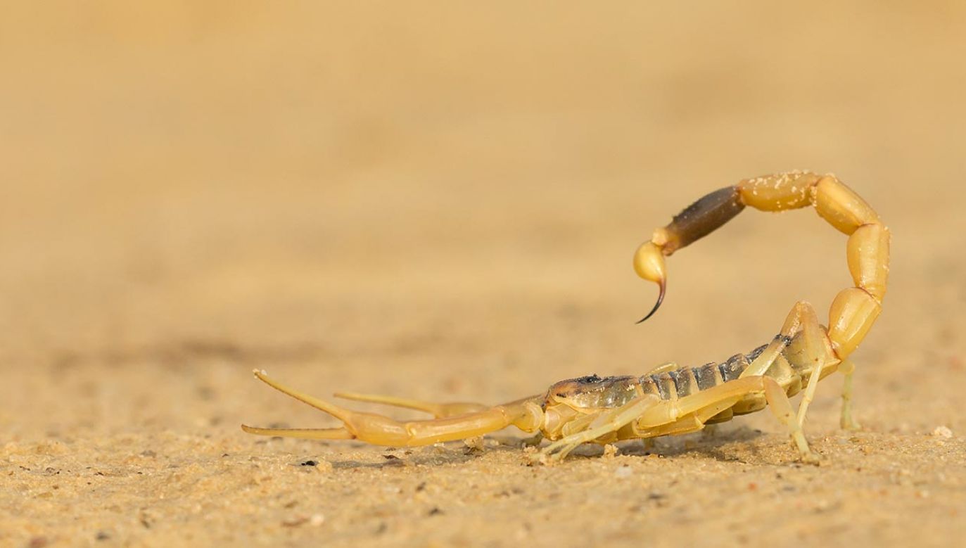 25-30 spośród ponad 2000 gatunków skorpionów, jest śmiertelnych dla człowieka (fot. Shutterstock/Milan Zygmunt)