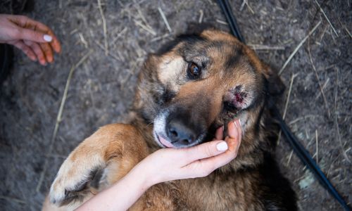 Pies prawdopodobnie postrzelony przez rosyjskiego żołnierza w Borodziance pod Kijowem. Fot. Laurel Chor / Zuma Press / Forum