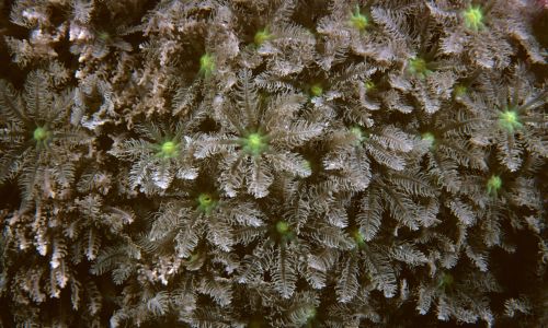 Same koralowce raf (to zwierzęta, parzydełkowce, zwane kiedyś jamochłonami), o ile należą do rodziny Fungiidae, też nie trzymają się takiej płci, „z jaką je Pan Bóg stworzył”. Mogą ją pod wpływem zmian warunków środowiska dość dowolnie i wielokrotnie zmieniać z męskiej w żeńską. Na zdjęciu koralowce piszczałkowa te Fungia Fungites. Fot. Auscape/Universal Images Group via Getty Images