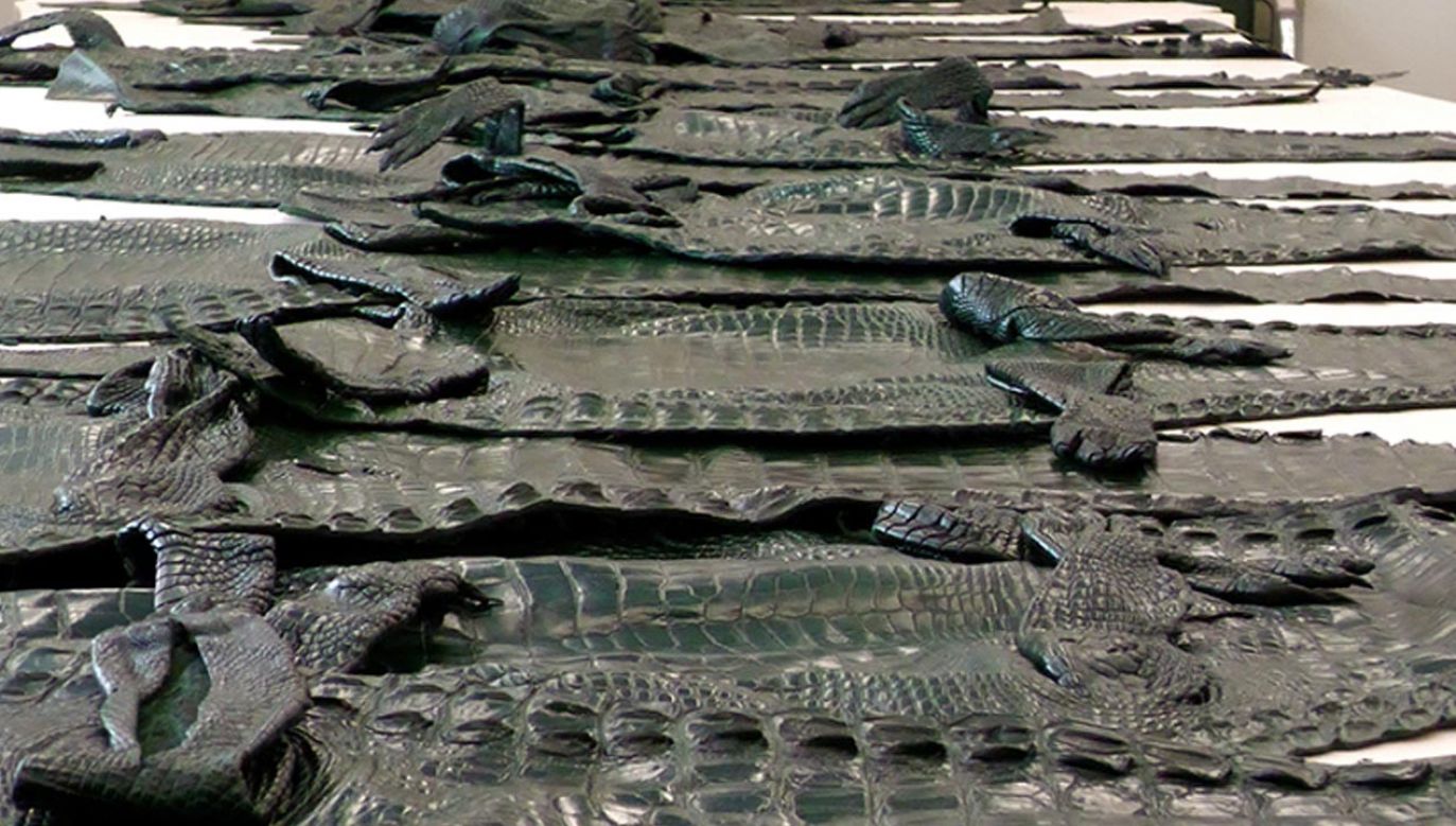 Skóry krokodyli (fot. KAS)