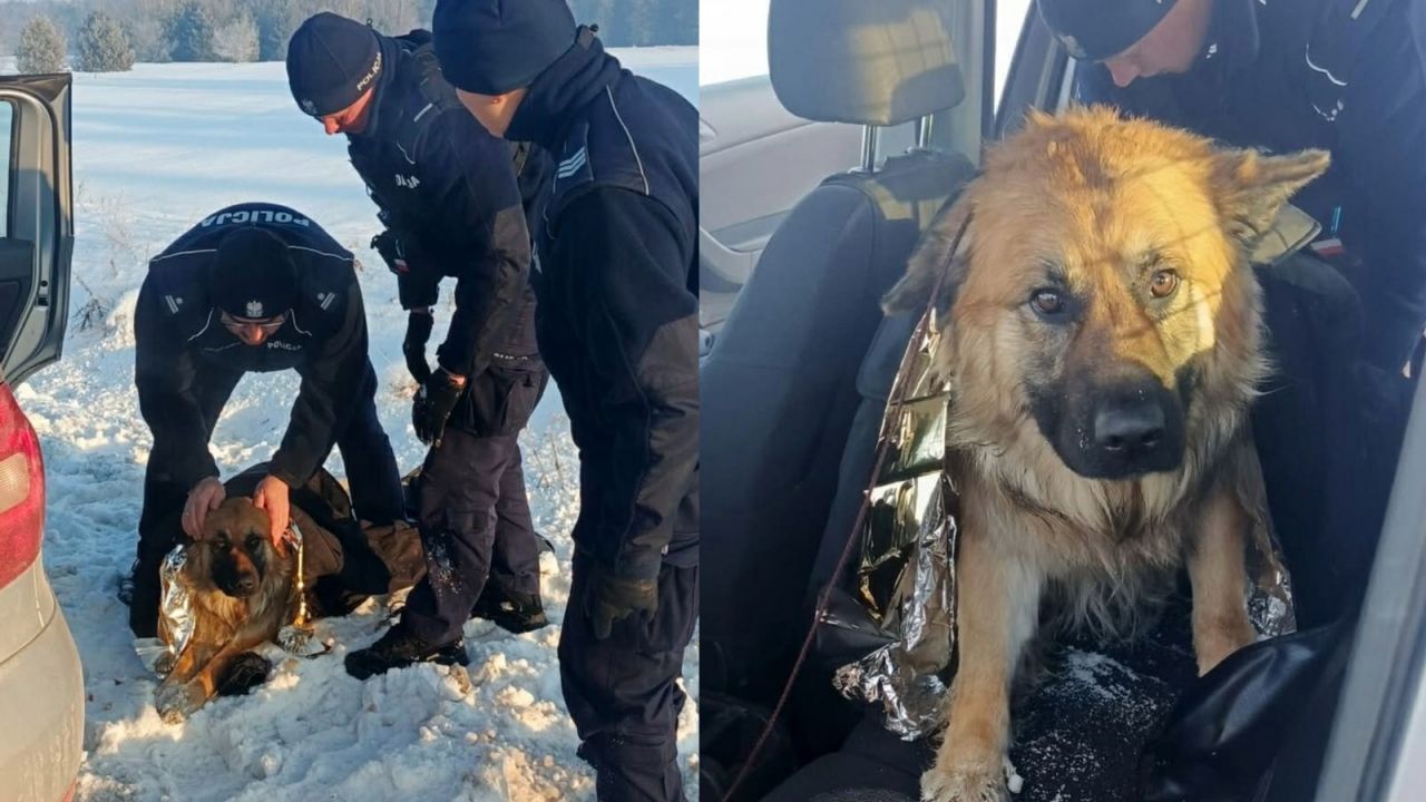 Polish police save dog frozen to roadside