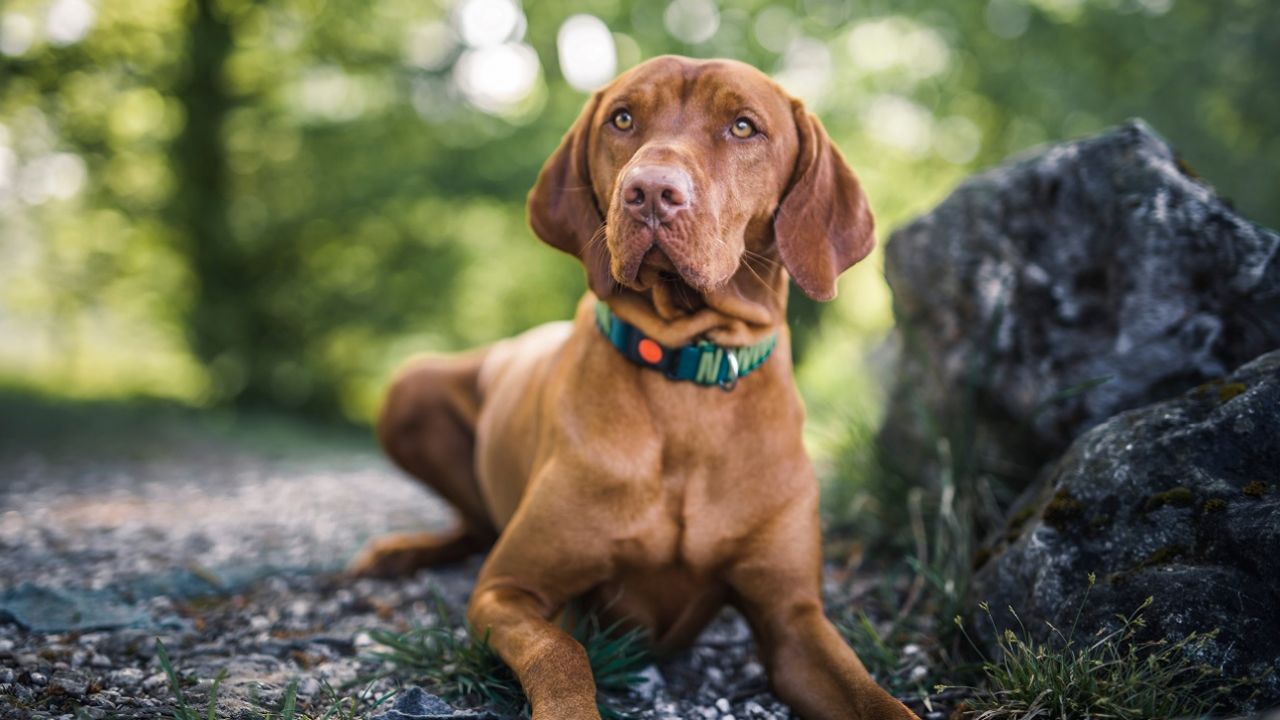 Psy uczą się, jak brzmi język ich właściciela (fot. Shutterstock)