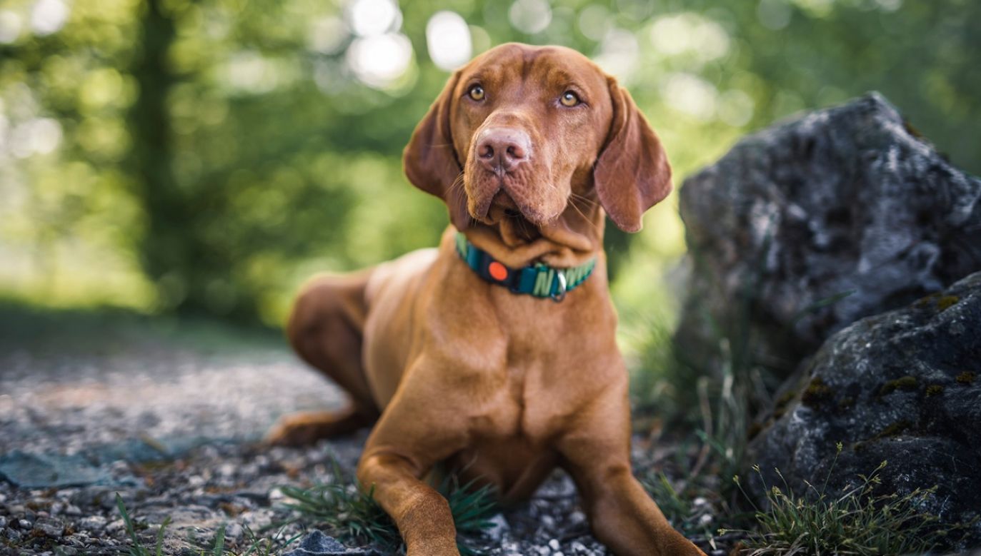 Psy uczą się, jak brzmi język ich właściciela (fot. Shutterstock)